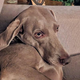dog-img_80x80